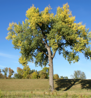 blackgum tree.png