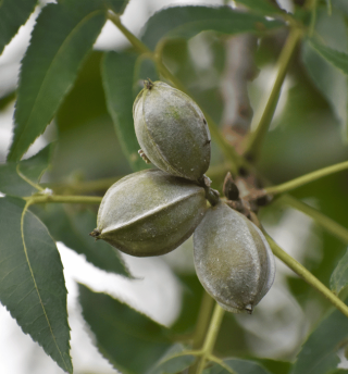 pecan tree.png