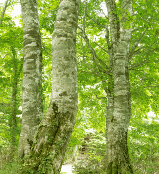 beech tree.png