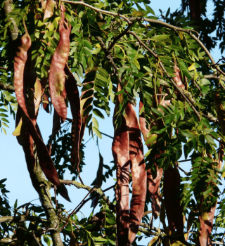 honey locust tree.png