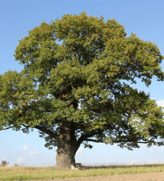 scarlett oak tree.png