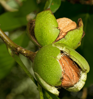 black walnut tree.png