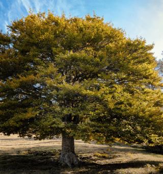 american elm tree.png