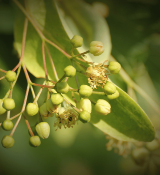 basswood tree.png