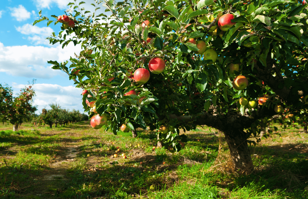 Fertilizing Apple Trees Strobert Tree Services