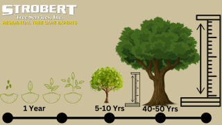 How Long Does It Take For a Tree to Grow (1).png