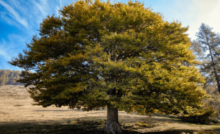 How to Identify an Elm Tree.png