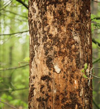 damaged tree bark.png