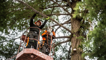 Senior Tree Removal Program