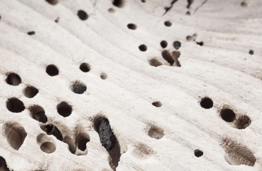 Termite Holes in Trees Strobert Tree Services