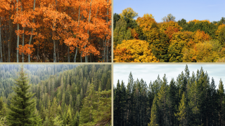 Deciduous vs. Coniferous Trees.png