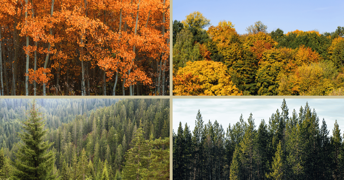 Coniferous Vs Deciduous PPT Coniferous Trees PowerPoint