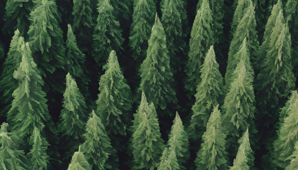 Trees That Don't Lose Their Leaves Strobert Tree Services