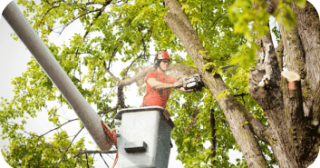 Tree Trimming in West Chester, Pennsylvania