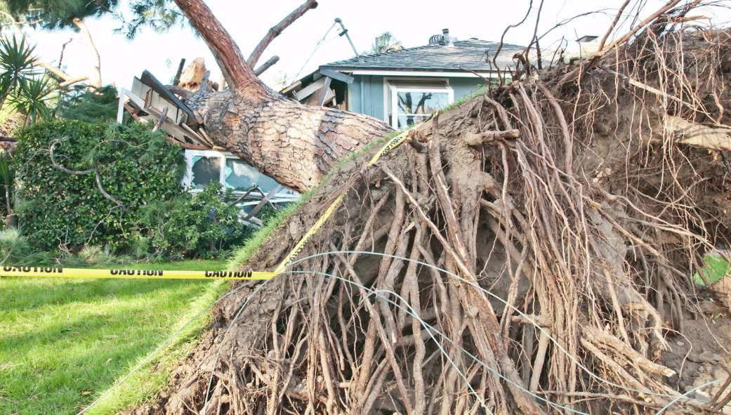 The Best (and Worst) Trees To Plant Near A House | Strobert Tree Services