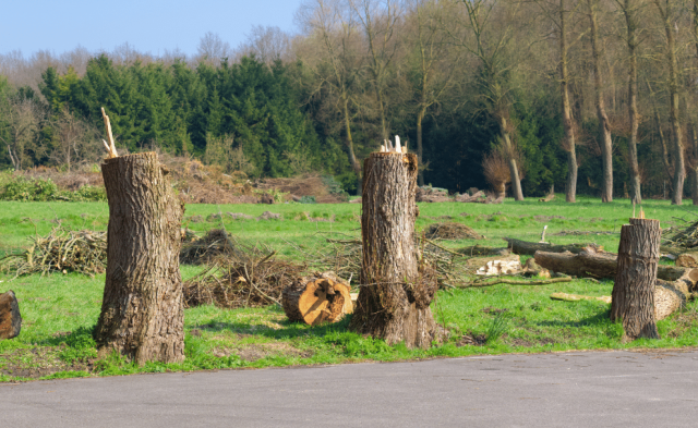 Penalty for Cutting Tree Without Permit | Strobert Tree Services
