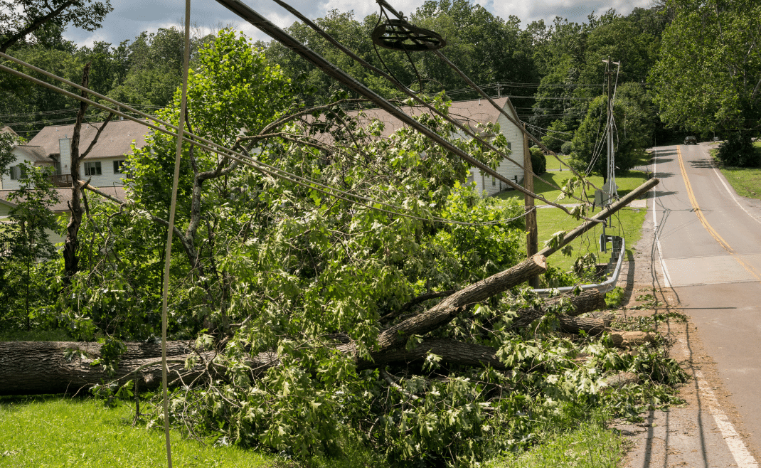 Who is Responsible For Tree Limbs on Power Lines Strobert Tree Services