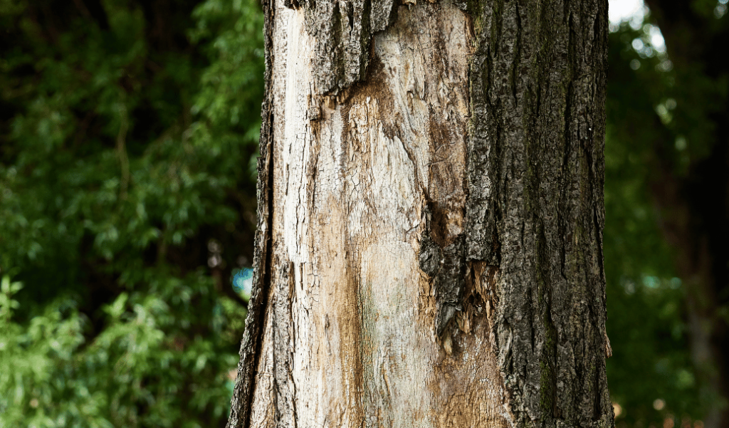 Why is Bark Falling Off My Tree? Strobert Tree Services