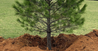 Transplanting Pine Trees.png