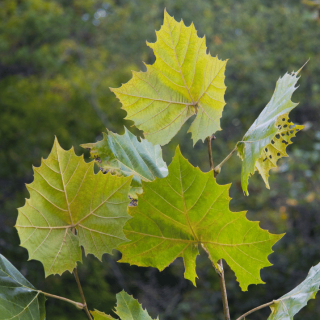 sycamore tree leaves.png