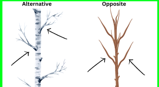 opposite branching trees.png