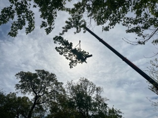 A Strobert Crane holds a removed branch high in the air, silhouetted by the sun behind
