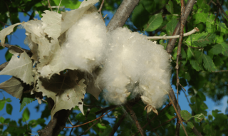 cottonwood seeds.png