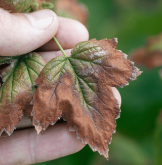 verticillium wilt japanese maple.png