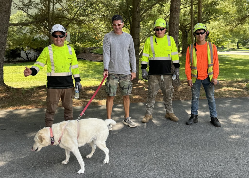 Tree removal services