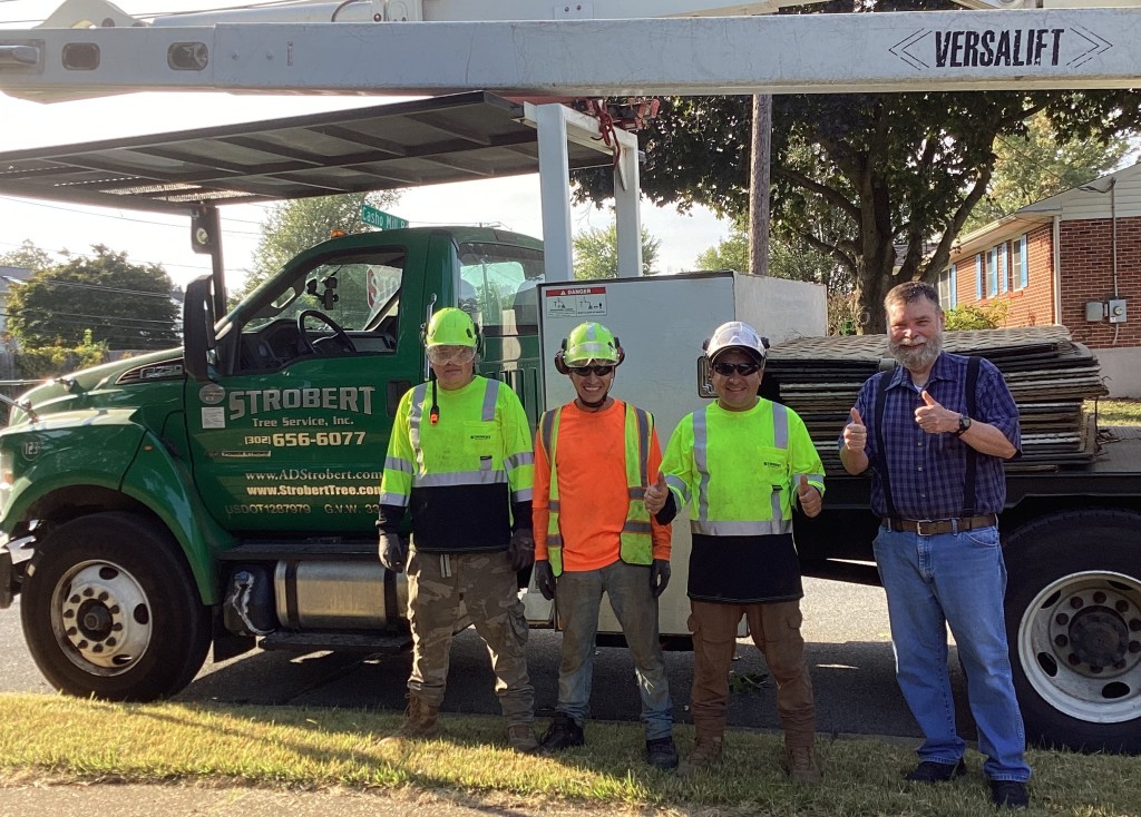 Tree removal services