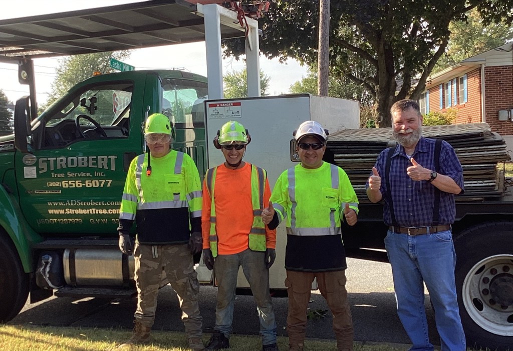 Tree removal services