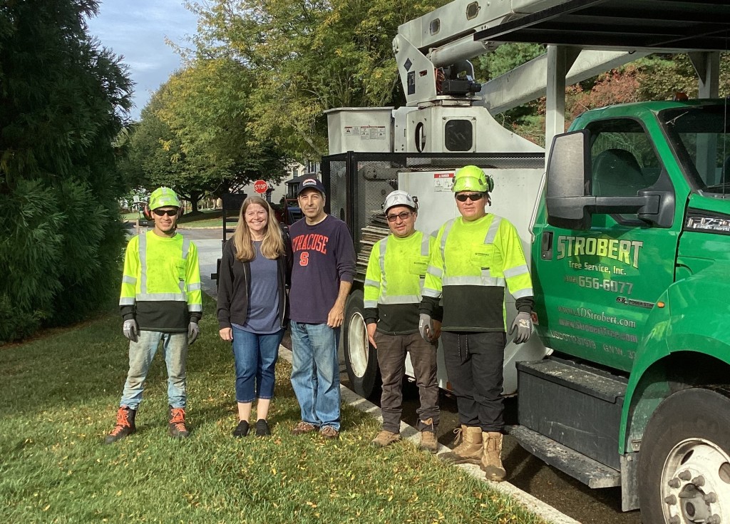 Tree removal services