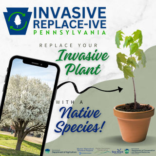 Invasive Relace-ive PA Promotional Card: Replace invasive plants with native speacies